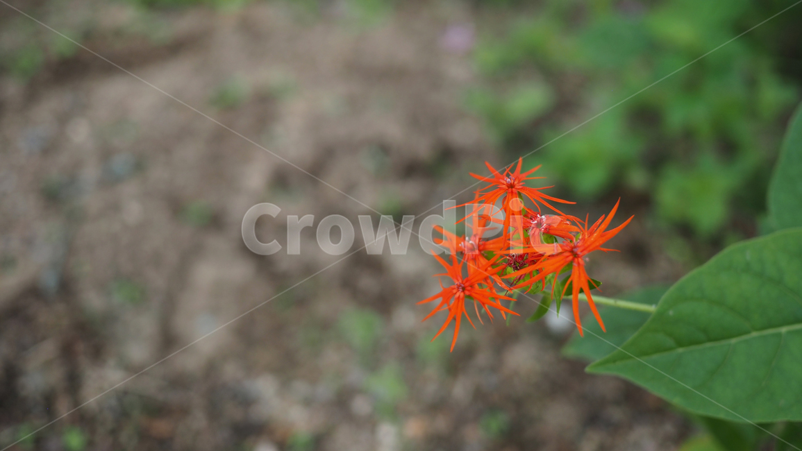 야생화,꽃,color,wildflower,flower