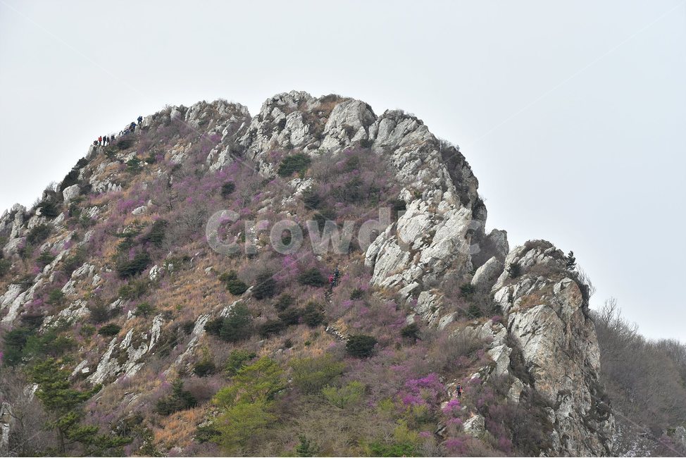 주작산,덕룡산,종주,진달래,풍경,기암,바위,비경,봄풍경,진달래꽃,강진,명산,산행,등산,마운틴,힐링,mountain,landscape,자연,natural,자연,풍경,nature,landscape,한국자연풍경,한국자연경관,korea nature landscape,outdoors,옥외,cliff,낭떠러지