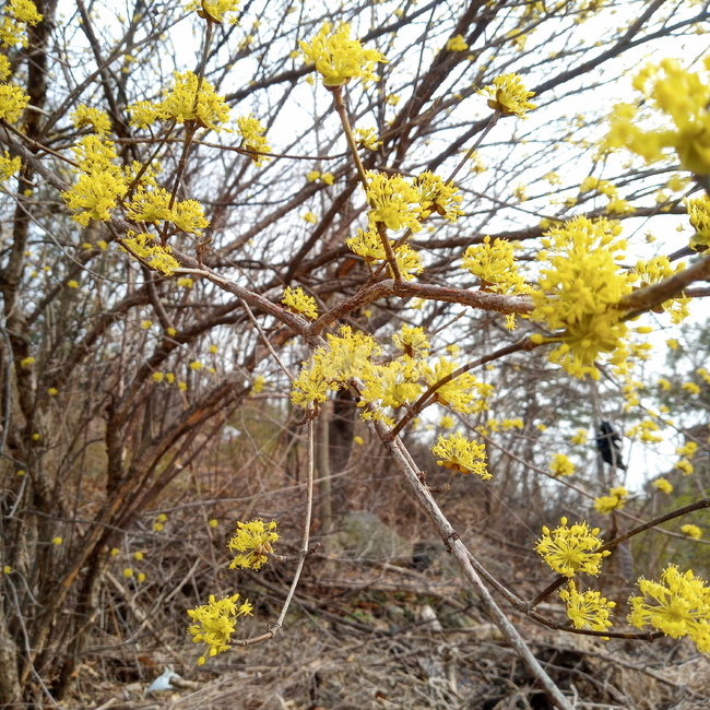 산수유,산수유꽃,봄,봄꽃,봄나무,노란꽃,plant,tree,나무,옥외,자연,nature