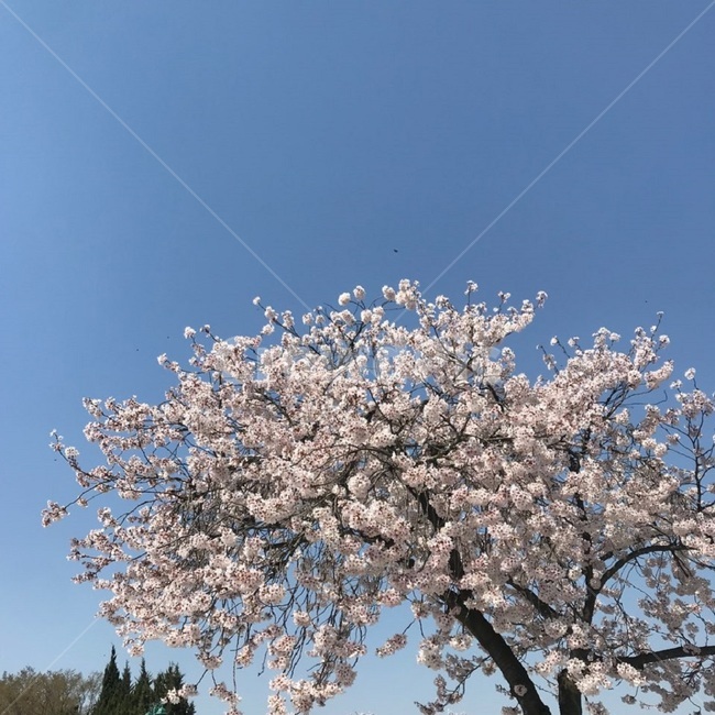plant,식물,벚꽃,cherryblossoms,봄,봄꽃,하늘과꽃,꽃