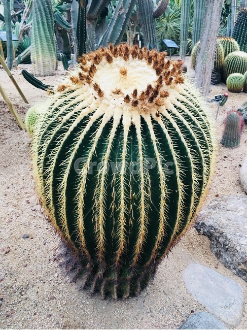 선인장,식물,사막,자연,green,color,plant,cactus,식물,자연,plants,nature