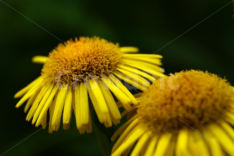 금불초,꽃,플라워,식물,자연,꽃봉오리,flower,nature,접사,식물,자연,plants,nature,꽃,flower