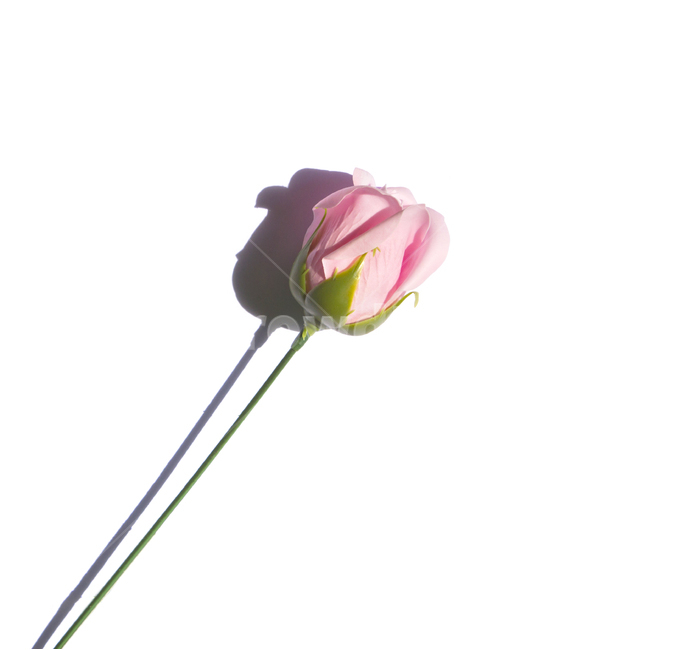 장미,로즈,꽃,플라워,조화,비누,비누꽃,핑크,분홍,줄기,흰배경,클로즈업,사물,자연,식물,탑,탑뷰,탑앵글,꽃,flower