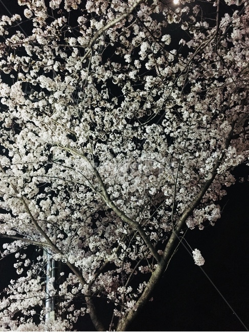 벚꽃,나무,자연,어두운밤,나뭇가지,flower