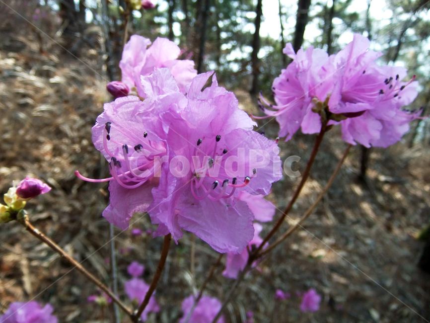 flower,plant,식물,blossom,꽃,geranium,제라늄,진달래꽃,산,봄,진달래,azalea,mountian,spring,자연,야외,공원,식물,자연,plants,nature,꽃,flower
