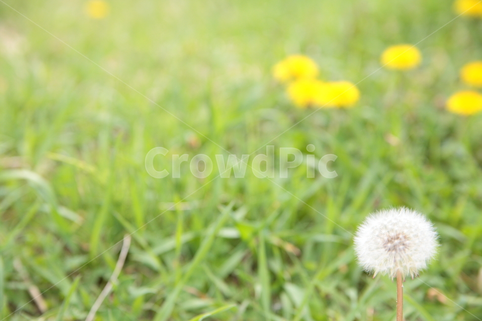 민들레,꽃,풀,공원,봄,민들레씨앗,초록색,dandelion,flower,grass,green,spring