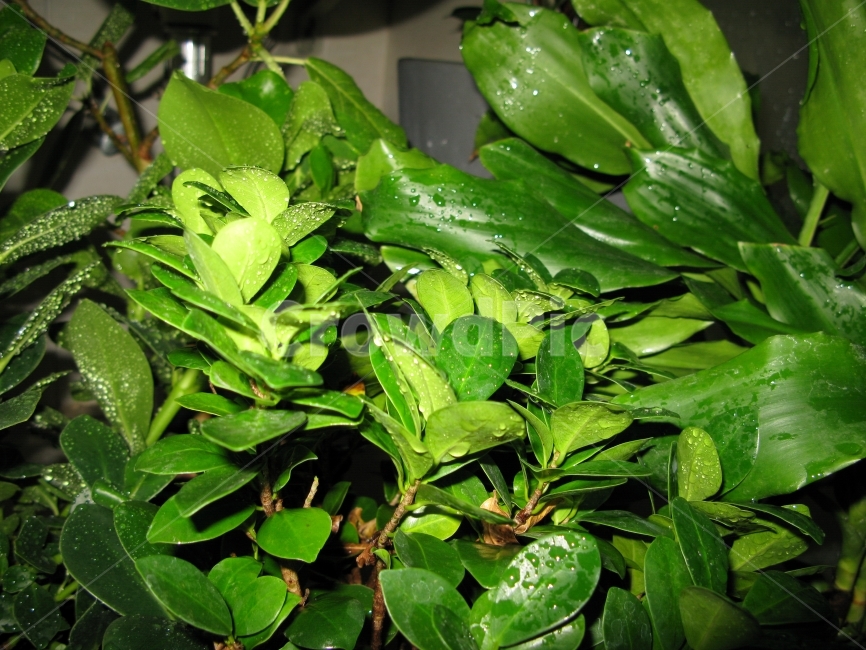생생한,나무,잎사귀,화분,물,식물,자연,plants,nature
