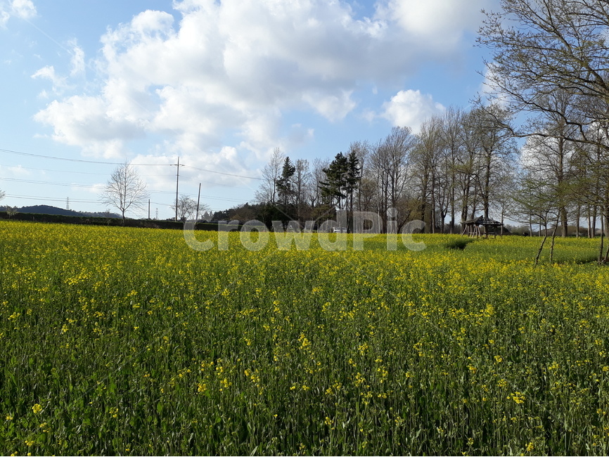 고창,학원농장,도깨비,유채꽃,청보리,자연,풍경,nature,landscape,한국자연풍경,한국자연경관,korea nature landscape,grassland,목초지,outdoors,옥외,field,들