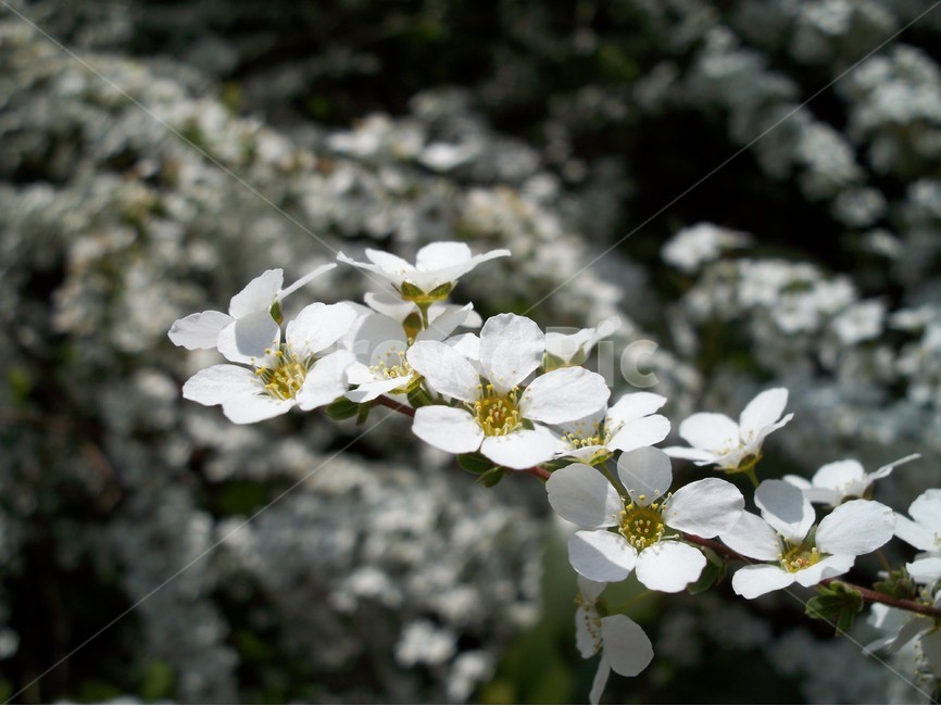 설류화,조팝,꽃,봄,식물,식물,자연,plants,nature,꽃,flower