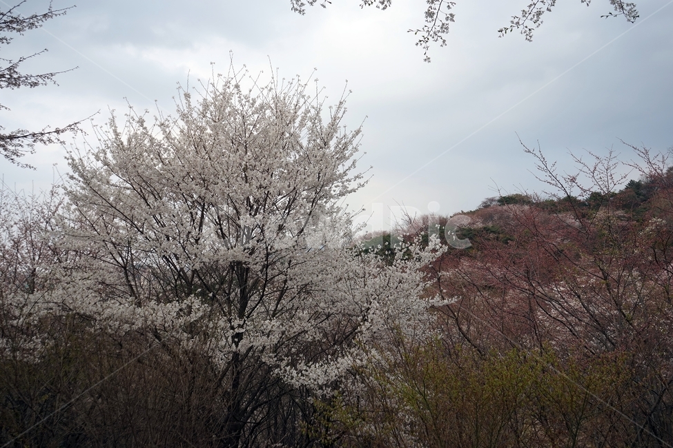 봄,가지,나무,벚나무,벚꽃,cherrytree,blossom,nature,spring,scenery,landscape,봄풍경,자연,하늘,꽃,봄계절,감성,봄벚꽃,봄,계절,spring,season,자연,풍경,nature,landscape,식물,plants,나무,trees,wood,outdoors,옥외,ice,빙