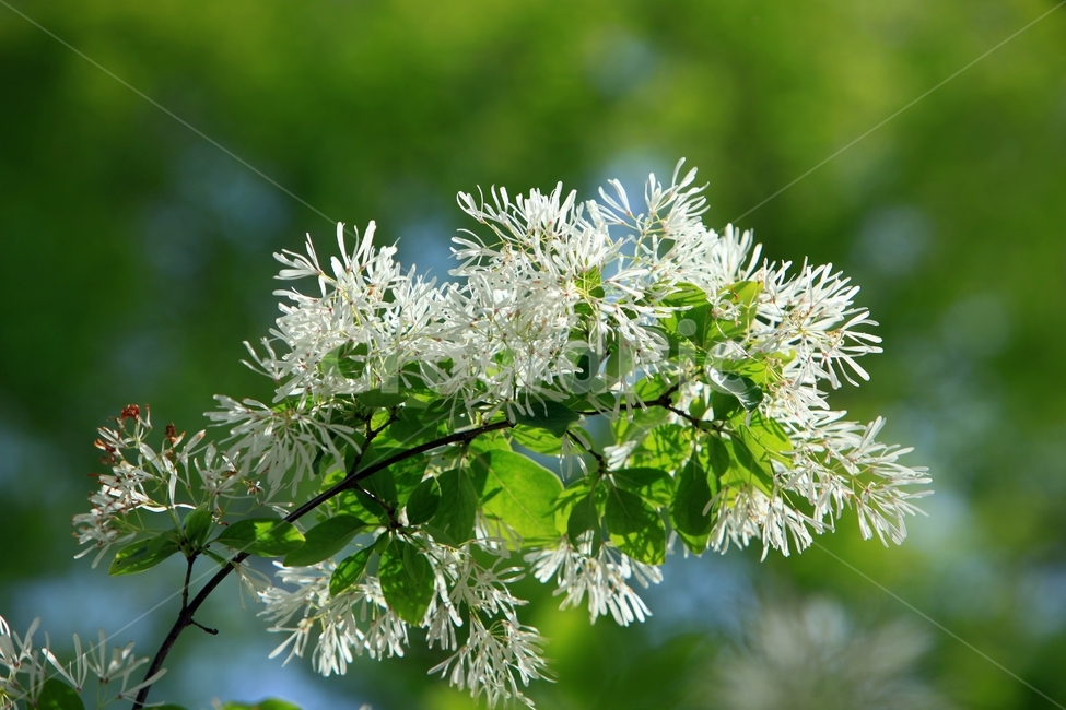 초록색,자연,꽃,봄,이팝나무,flower,bloom,spring,식물,자연,plants,nature,꽃,flower
