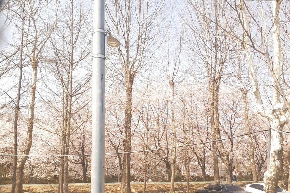 벚꽃,길,가로등,봄,낮,봄,계절,spring,season,자연,풍경,nature,landscape,tree,나무,plant,식물
