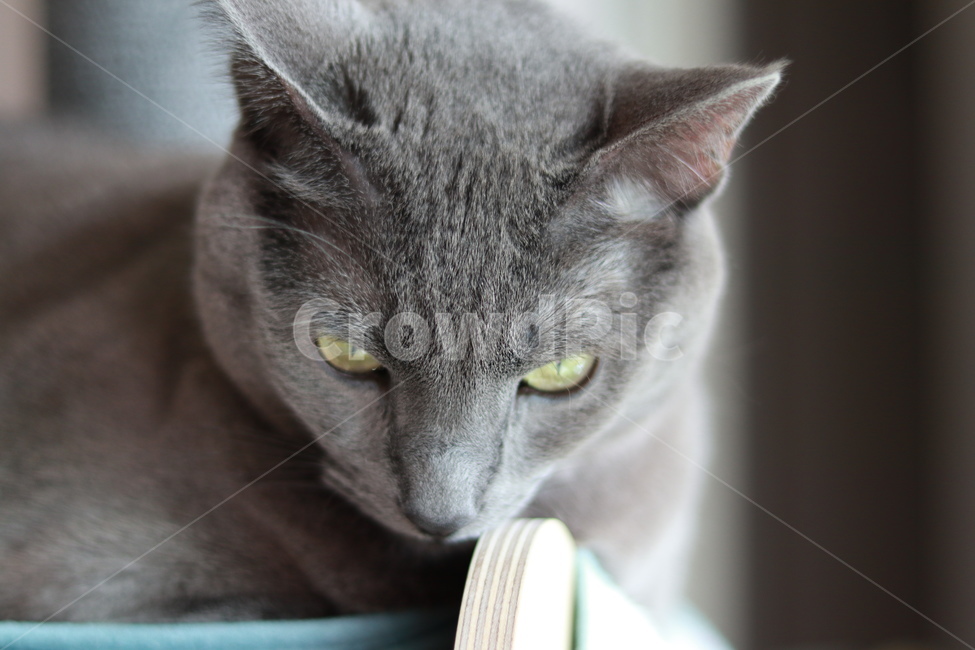 고양이,아웃포커스,러시안블루,감성,귀여움,동물,animal,포유류,mammal,고양이,cat,kitten,kitty