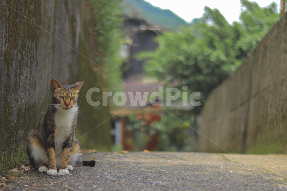 고양이,동물,길고양이,냐옹이,야옹이,잠,길거리,animal,straycat,kitty,street,동물,animal,포유류,mammal,고양이,cat,kitten,kitty