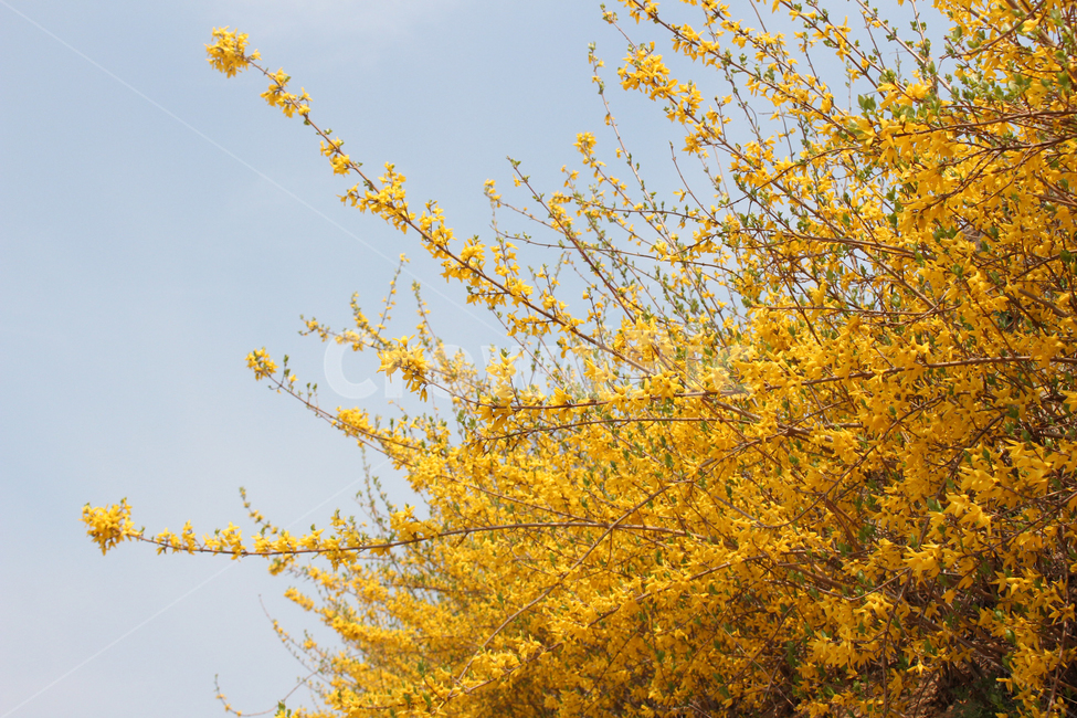 개나리,개나리꽃,봄,노란,yellow,forsythiaflowers,forsythia,flowers,클로즈업,closeup,식물,자연,풍경,공원