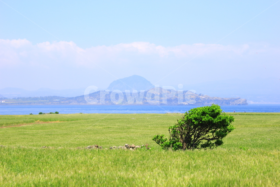 청보리,청보리밭,가파도,산방산,제주,봄,여행,풍경사진,제주도,가파도보리밭,제주보리밭,가파도청보리밭,제주보리,바다,제주바다,제주산방산,힐링,치유,자연,풍경,nature,landscape,한국자연풍경,한국자연경관,korea nature landscape,제주도,jeju,jeju island,grassland,목초지,outdoors,옥외,field,들