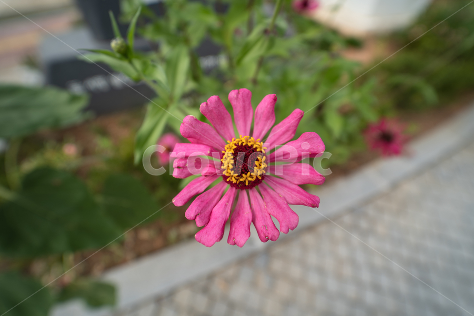 flower,botanical,plant,꽃,식물,식물,자연,plants,nature,꽃,flower