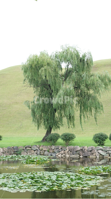 경주,대릉원,나무,연못,연꽃,문화재,자연,풍경,nature,landscape,tree,plant,식물