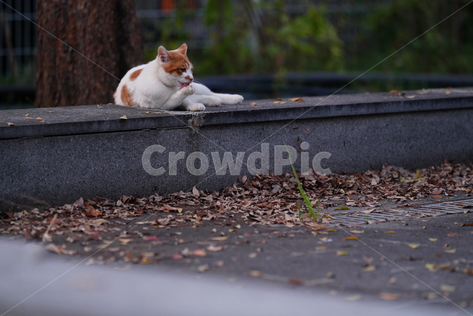cat,고양이,동물,pet,포유류,생물,생명,길고양이,동물,animal,포유류,mammal,고양이,cat,kitten,kitty