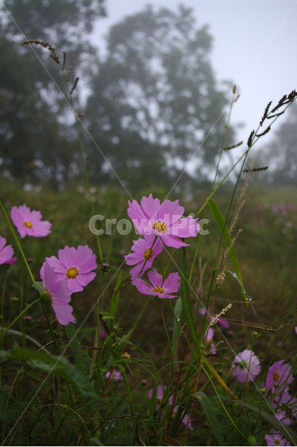 코스모스,꽃,flower,식물,plant,가을,가을,계절,fall,autumn,season,식물,자연,plants,nature,꽃,flower,blossom,geranium,제라늄