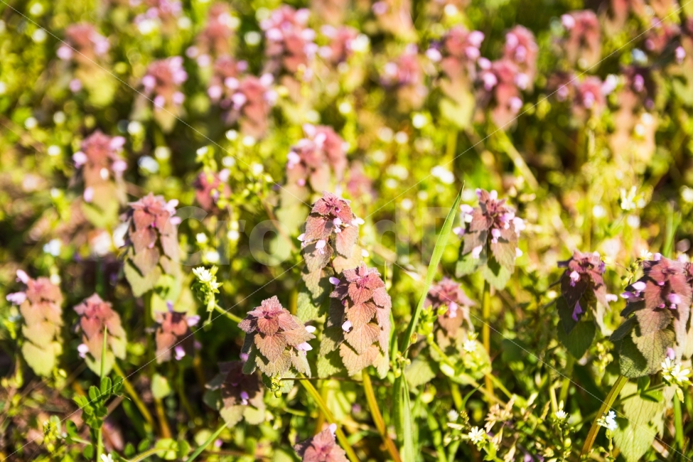 꽃,봄,풍경,봄느낌,오후,봄,계절,spring,season,휴식,힐링,rest,relaxation,healing,식물,자연,plants,nature,꽃,flower,plant