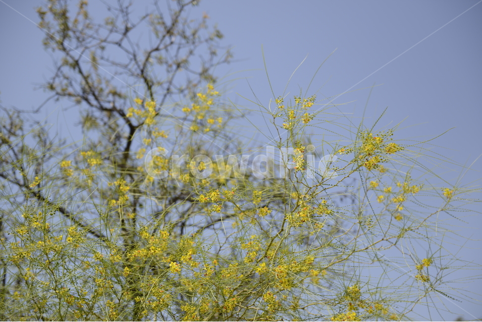 nature,flower,yellow,꽃,꽃나무