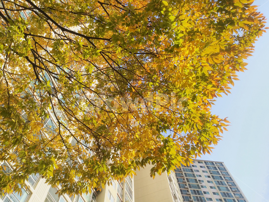 tree,plant,식물,노란색,은행잎,가을,은행나무,계절,나뭇가지,나무