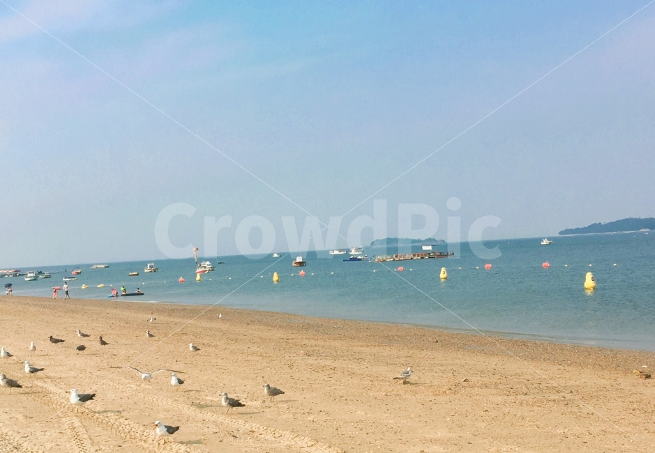 바다,갈매기,해수욕장,새,여름바다,자연,풍경,nature,landscape,여름,계절,summer,season,해변,바다,beach,sea,water,물,shoreline,해안선,ocean,대양,outdoors,옥외,바닷가,coast,연안