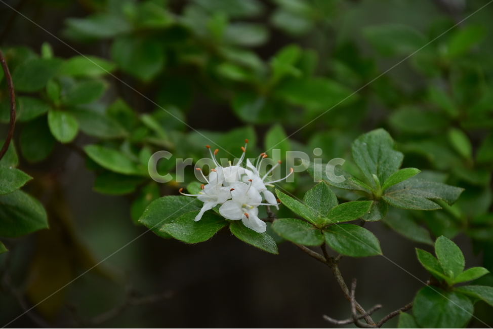 흰참꽃나무,야생화,생태,식물,자연,꽃,여름,힐링,플라워,계절,wildflower,flower,plants,nature,season,배경,목본,나무,감성,느낌,emotion,feeling,진달래과,진달래속,여름꽃,식물,자연,plants,nature,꽃,flower