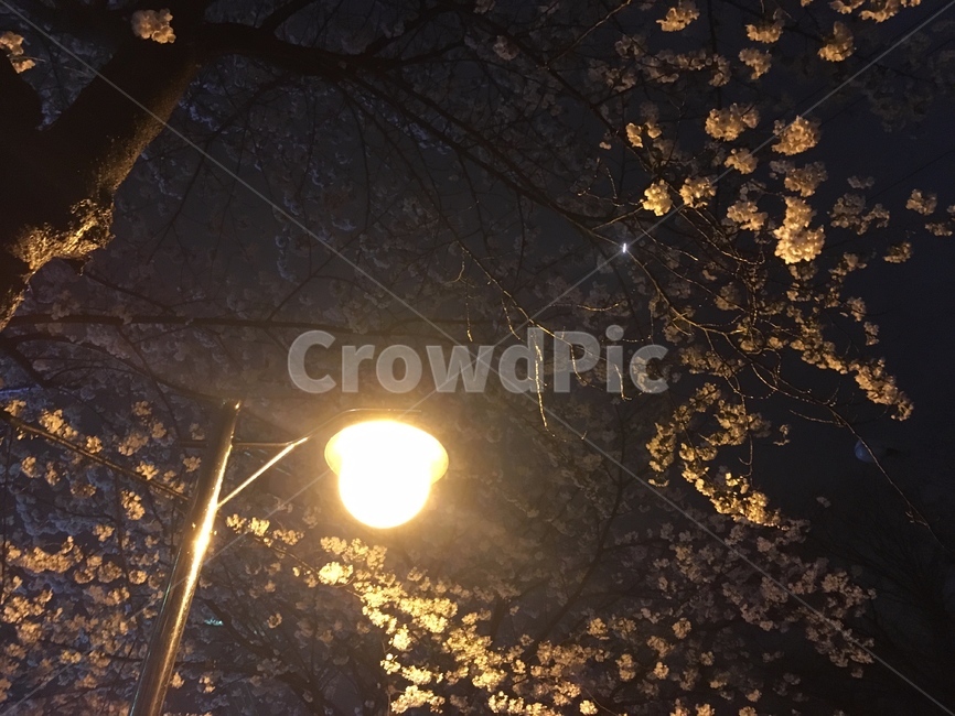 가로등,저녁,streetlamp,공원,park,nature,walk,봄,cherryblossoms