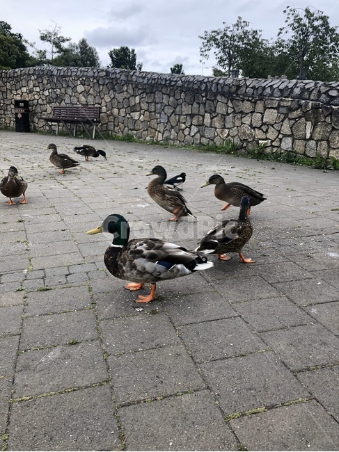 동물,새,벤치,오리,돌담,animal,bird,bench,duck