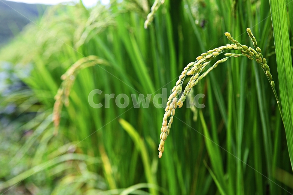 벼,이삭,쌀,알맹이,곡식,식량,식물,자연,산업,industry,industrial,농업,농사,agriculture,farming,farming industry