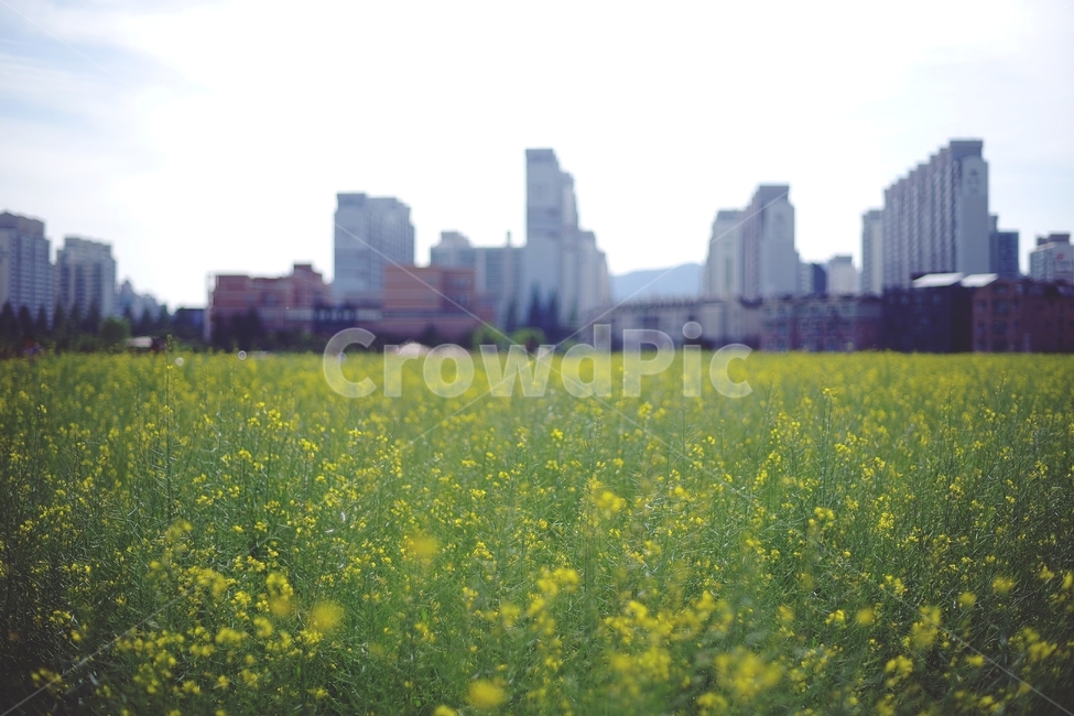 꽃,유채꽃,노란색,yellow,flower,꽃밭,유채꽃밭,여름,자연,하늘,nature,summer,도시,city,아름다움,감성,감성사진,소풍,나들이,자연,풍경,nature,landscape,도시,city,한국도시풍경,한국도시경관,korea cityscape,식물,plants,꽃,flower,field,들,outdoors,옥외,grassland,목초지,countryside,한 지방,farm,농장,rural,농촌,meadow