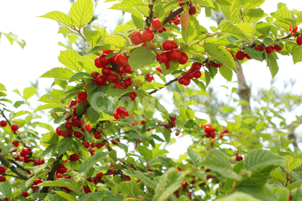 앵두,빨강,열매,과일,잎,앵두나무,berry,branch,cherry,food,fresh,fruit,green,korea,koreacherry,leaf,leaves,natural,plant,red,ripe,tree,vitamin,나뭇가지,신선한,나무,레드,빨간색,한국,자연,식물,자연,plants,nature,과일,열매,fruit