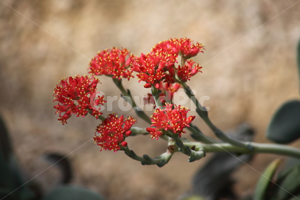 blossom,꽃,flower,plant,식물,식물,자연,plants,nature,꽃,flower