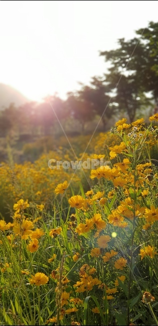 금계국,노랑,꽃,봄,풍경,식물,자연,plants,nature,꽃,flower