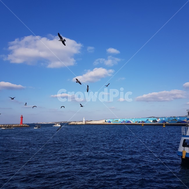 제주도,바다,제주바다,풍경,제주도풍경,korea,jeju,islands,sea,갈매기,nature,자연,ocean,새,bird,바닷가