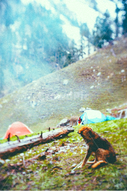 인도,인디아,자연,풍경,캠핑,강아지,눈,해외,외국,세계,foreign,oversea,world,동물,animal,포유류,mammal,개,강아지,dog,doggy,여행,휴가,traveling,vacation,trip,감성,sensible,feeling