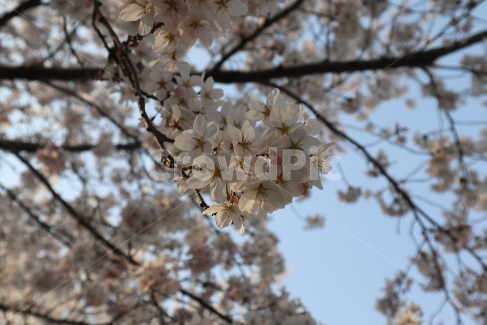 벚꽃,흰벚꽃,벚꽃근접,벚꽃나무,봄꽃,꽃,꽃나무,봄,계절,spring,season,식물,자연,plants,nature,꽃,flower,plant,blossom,cherry blossom