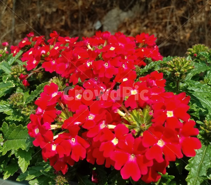 버베나,verbena,식물,빨간색꽃,일년초