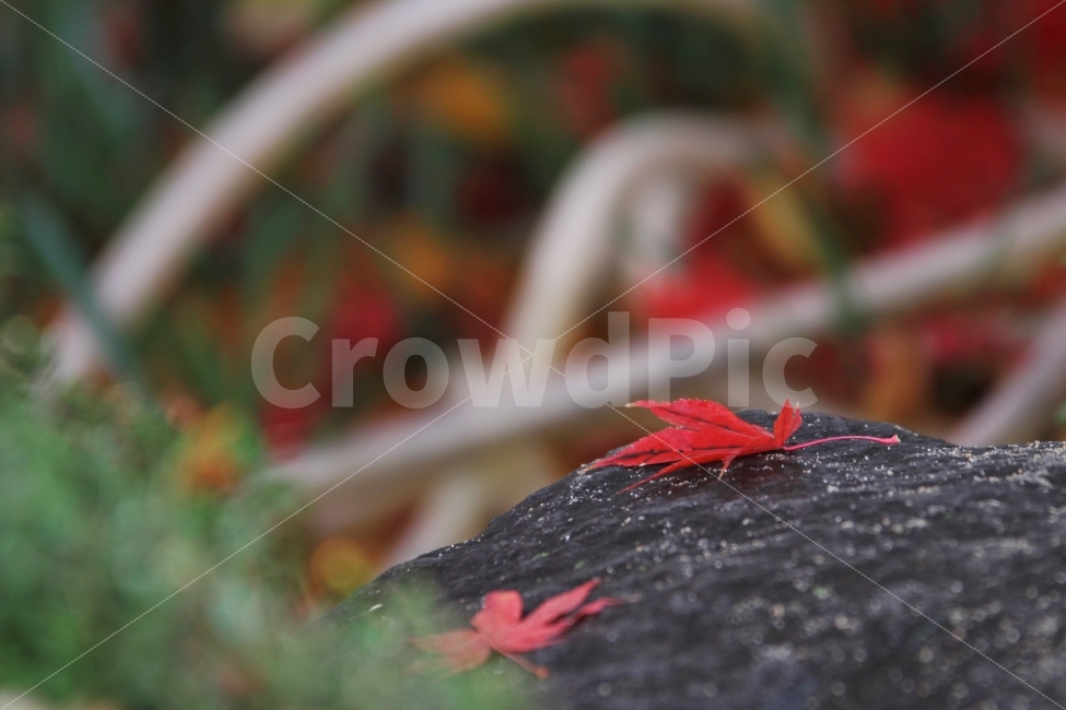 단풍잎,가을사진,가을,단풍,감성사진,가을,계절,fall,autumn,season,감성,sensible,feeling,leaf,잎,plant,식물