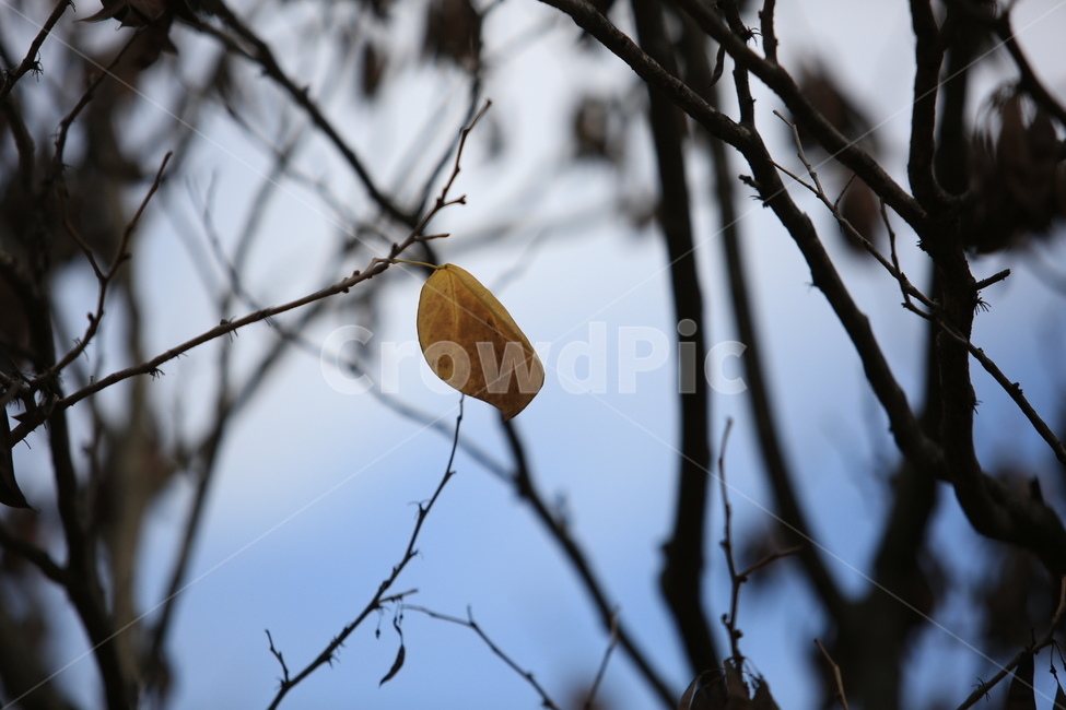 가을,초겨울,나무,낙엽,마지막잎세,가을,계절,fall,autumn,season,식물,자연,plants,nature,leaf,잎,plant