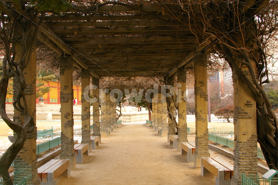 겨울,풍경,초겨울,페르골라,pergola,나무,덩쿨