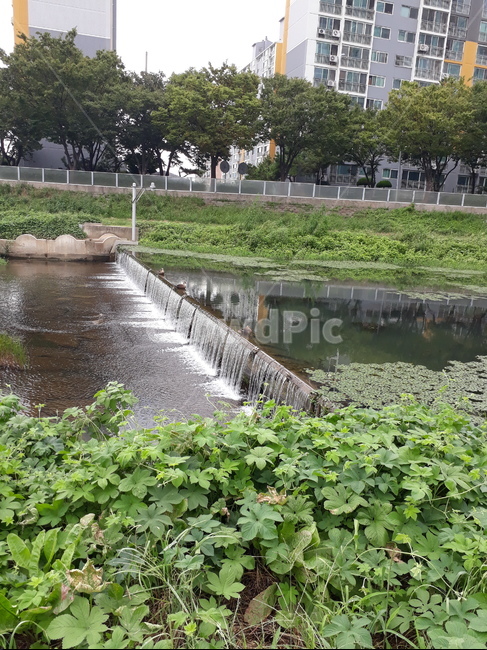 water,물,nature,자연,outdoors,옥외,river,강,오리