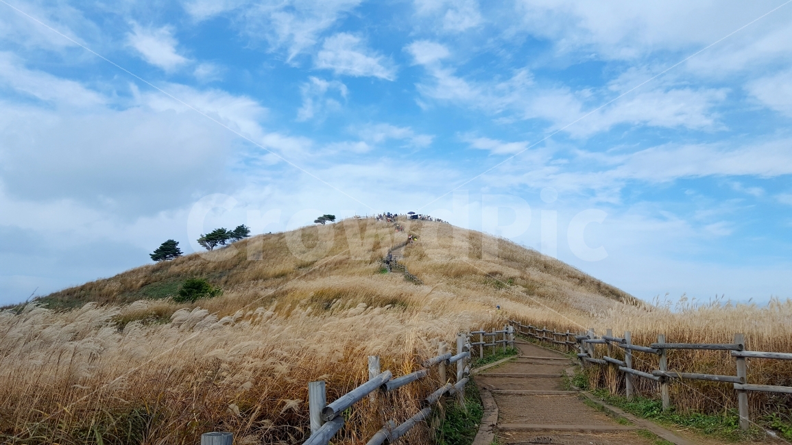 민둥산,억새,가을,하늘,구름,풍경,산,길,정선,강원도,여행,억새꽃,맑음,편안함,쌀쌀함,선선함,한적함,정상,자연,자연,풍경,nature,landscape,가을,계절,fall,autumn,season,outdoors,옥외,grassland,목초지,field,들,mound,투수판