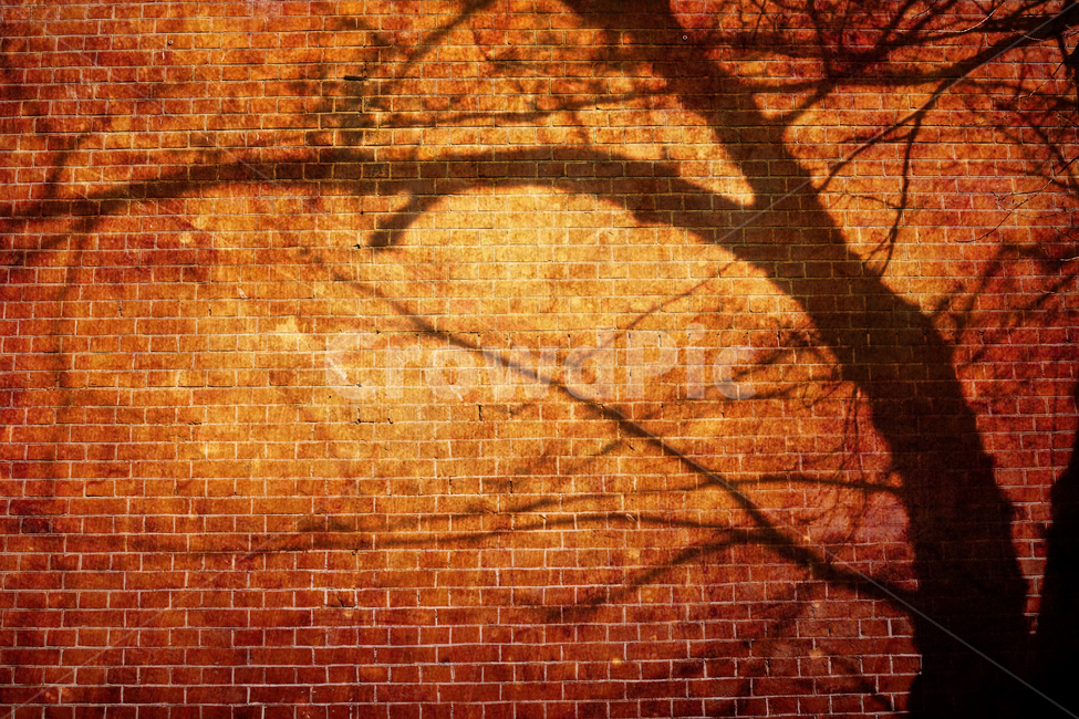빈티지,감성,그림자,고목,벽돌담,붉은색,노을빛,석양,해질무렵,feeling,emotion,sensible,wall,tree,식물,자연,plants,nature,나무,trees,wood,실루엣,그림자,silhouette,shadow,빈티지사진,빈티지느낌,빈티지감성,vintage