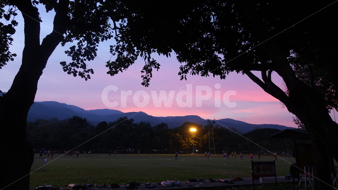 outdoors,옥외,nature,자연,해질녘,선셋,sunset,dusk,석양,pink,purple,grass,초원,나무,분홍,보라,보라빛
