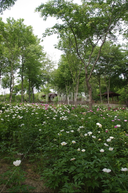 숲,초록,나무,잎,꽃,flower,식물,plant,계절,봄,spring,자연,풍경,nature,landscape,outdoors,옥외,garden,정원