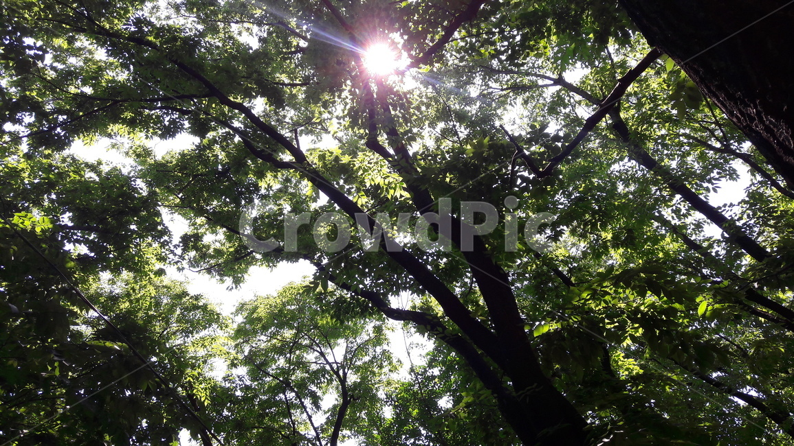 자연,공원,맑음,여름,나무,햇살,자연,풍경,nature,landscape,light,빛,flare,플레어