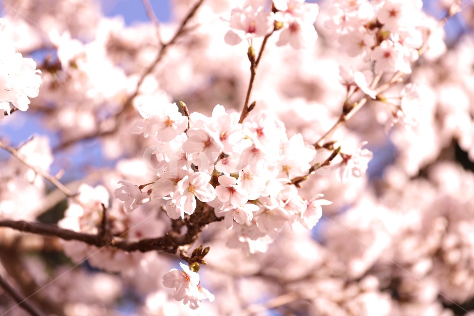 spring,Cherry Blossom Festival,Cherry Blossom,cherry blossom viewing,Cherry Blossom Ending,spring festival,Cherry blossoms blooming,flower viewing